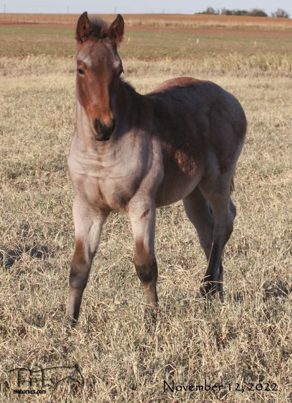 Miss Limited H's 2022 Bay Roan Filly